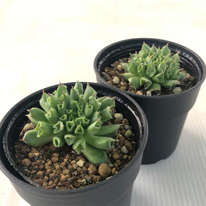 日本花キ流通 多肉植物 hmセンペルビウム 百恵 6cmポット : フラワー センペルビウム百恵