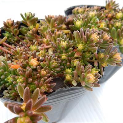 日本花キ流通 多肉植物 seセダム ベッラ デ インヴェルノ 多肉植物