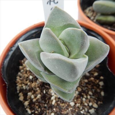 多肉植物 oriクラッスラ 紀の川 クラッスラ 6cmポット : フラワー