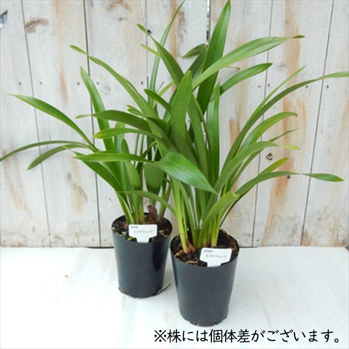 日本花キ流通 ミスマフェット 花芽2芽付き 4.5号鉢 送料無料