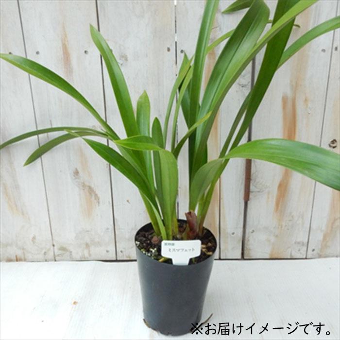 日本花キ流通 ミスマフェット 花芽2芽付き 4.5号鉢 送料無料