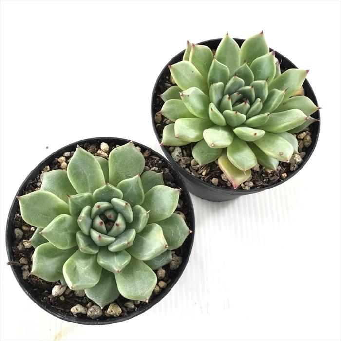 多肉植物 Skエケベリア ギャラクター 多肉植物 エケベリア 7 5cmポット フラワーネット日本花キ流通 通販 Yahoo ショッピング