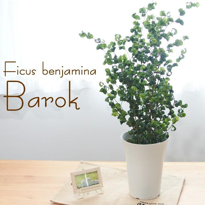 フィカス ベンジャミン バロック 6号鉢 おしゃれ 観葉植物 最大52％オフ！ うのにもお得な インテリア 送料無料