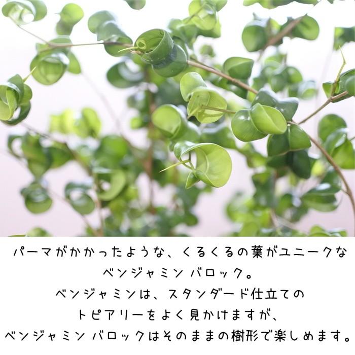日本花キ流通 観葉植物 フィカス ベンジャミン バロック 6号鉢 日本花キ流通 観葉植物 フィカス ベンジャミン バロック 6号鉢