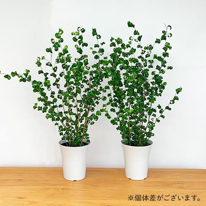 ☆ ベンジャミン バロック 10号♪ 150cm♪ ☆ ベンジャミン バロック 10号♪ 150cm♪ 日本花キ流通 観葉植物