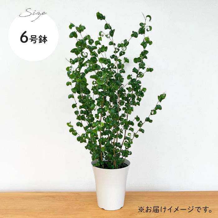 フィカス　ベンジャミン　バロック　苗　鉢植え　観葉植物　園芸/花卉　グリーン 観葉植物 ベンジャミン 6号 バロック プラスチック鉢 | 観葉植物なら