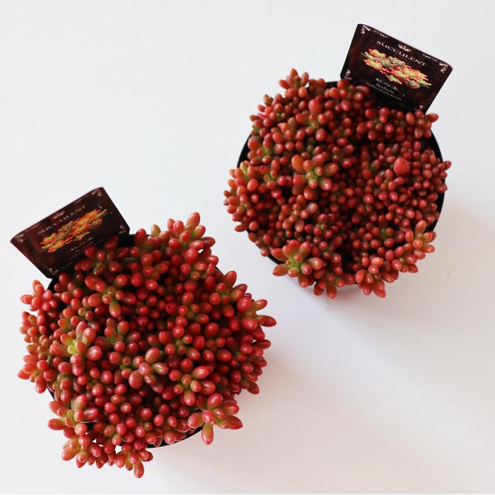 多肉植物 seセダム ばらまき虹の玉 ニジノタマ 信華園さんの苗 7.5cm