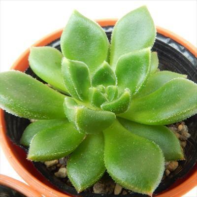 多肉植物 韓国苗 エケベリア チュプス 楽天市場】ピンクチップス エケベリア Mサイズ5.5cmポット 韓国苗