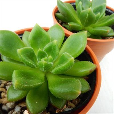 多肉植物 チュプス エケベリア 韓国苗 多肉植物 oriエケベリア フラワー : 6cmポット エケベリア チュブス フラワー・ガーデニング