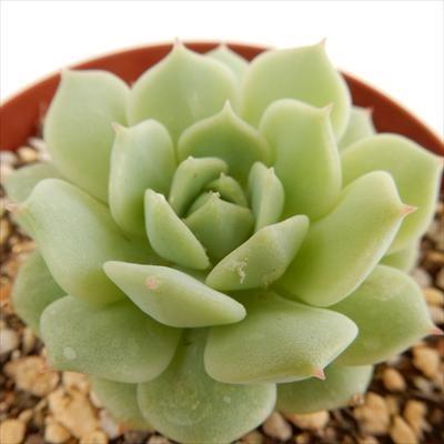 多肉植物 Skエケベリア 静夜 多肉植物 エケベリア 7 5cmポット フラワーネット日本花キ流通 通販 Yahoo ショッピング