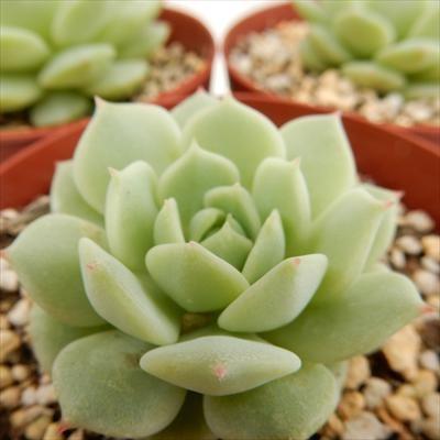 多肉植物 Skエケベリア 静夜 多肉植物 エケベリア 7 5cmポット フラワーネット日本花キ流通 通販 Yahoo ショッピング