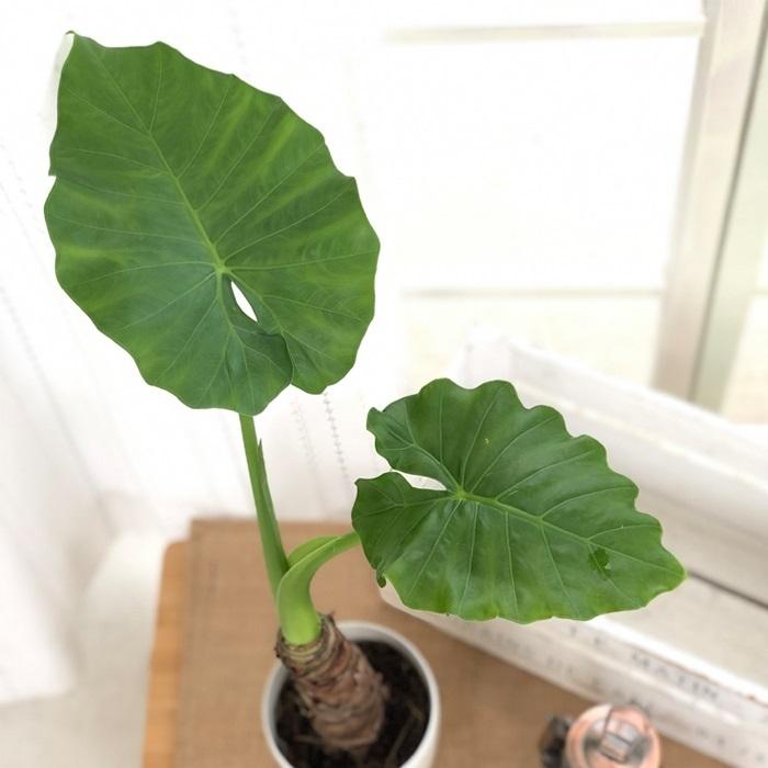 日本花キ流通 観葉植物 クワズイモ 4号鉢 ホワイト鉢 室内 日本花キ流通 観葉植物 クワズイモ 4号鉢 ホワイト鉢 室内