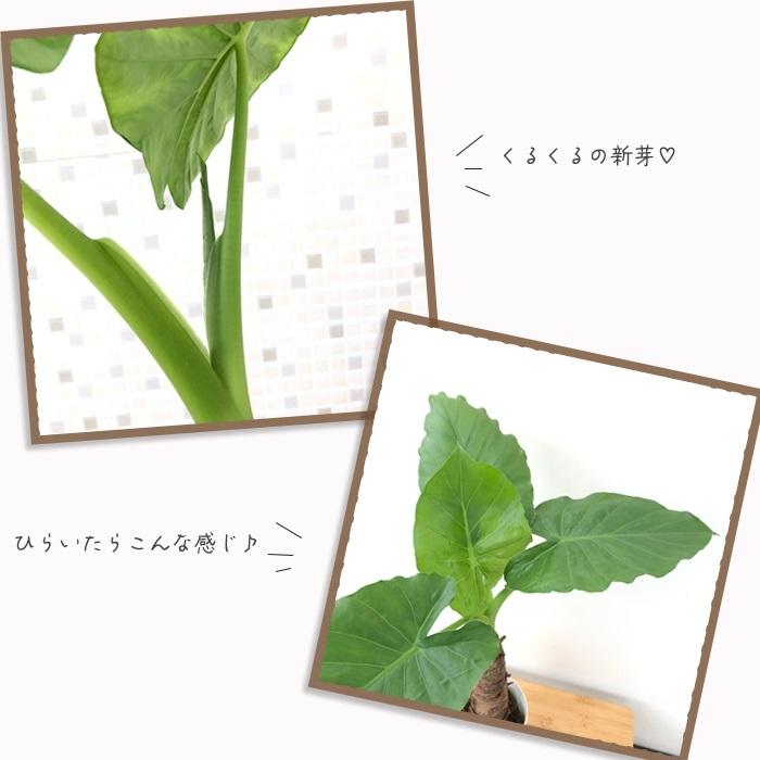 日本花キ流通 観葉植物 クワズイモ 4号鉢 ホワイト鉢 室内 日本花キ流通 観葉植物 クワズイモ 4号鉢 ホワイト鉢 室内