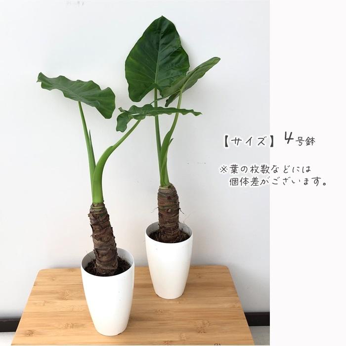 日本花キ流通 観葉植物 クワズイモ 4号鉢 ホワイト鉢 室内 日本花キ流通 観葉植物 クワズイモ 4号鉢 ホワイト鉢 室内