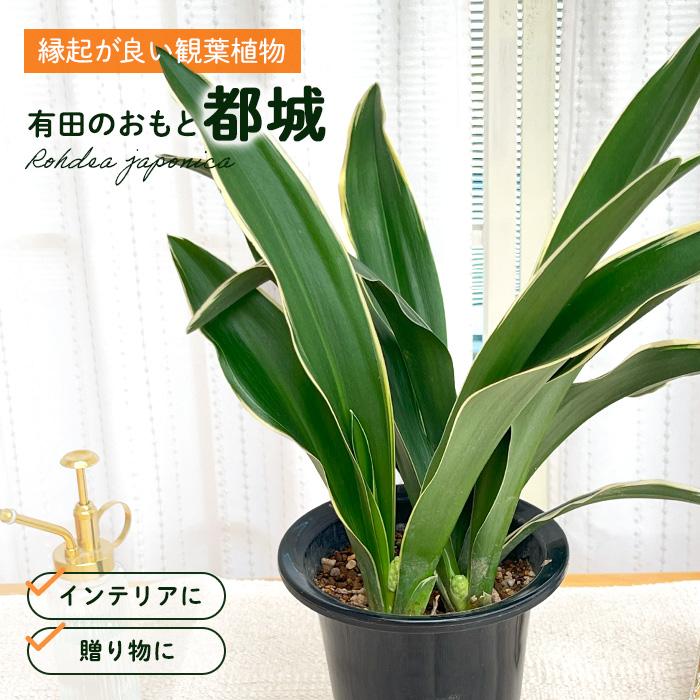 日本花キ流通 観葉植物 有田 おもと 万年青 都城 5.5号鉢 オモト
