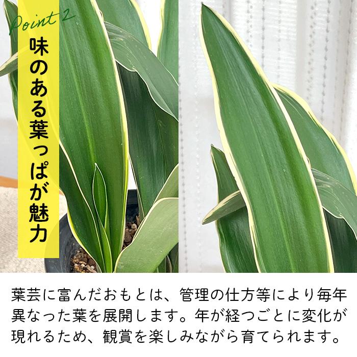 日本花キ流通 観葉植物 有田 おもと 万年青 都城 5.5号鉢 オモト