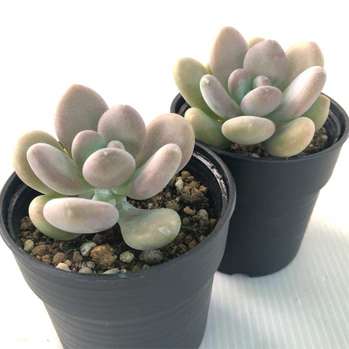 日本花キ流通 多肉植物 hmパキフィツム 星美人 パキフィツム 6cmポット 