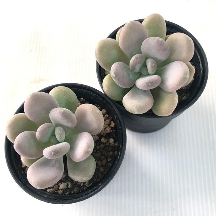 多肉植物 hmパキフィツム 星美人 多肉植物 パキフィツム 6cmポット | 日本花キ流通 | 02