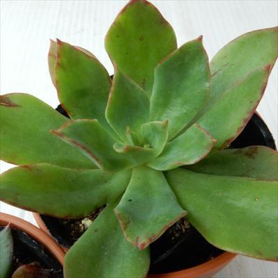 多肉植物 oriエケベリア 青典の司 エケベリア 6cmポット : フラワー