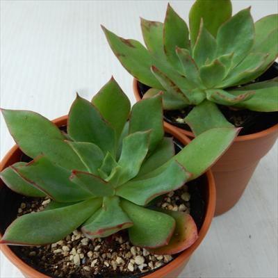多肉植物 oriエケベリア 青典の司 エケベリア 6cmポット : フラワー