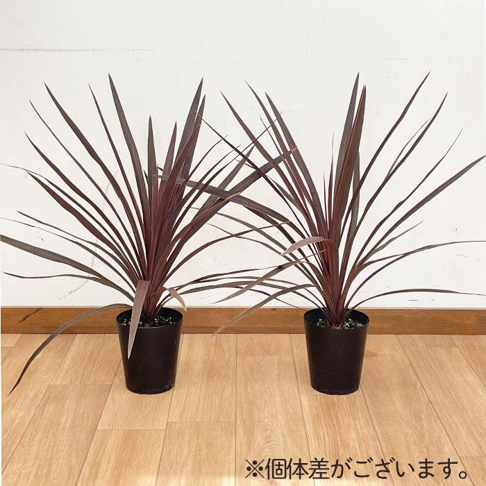 日本花キ流通 観葉植物 コルジリネ オーストラリス レッドスター 12cm