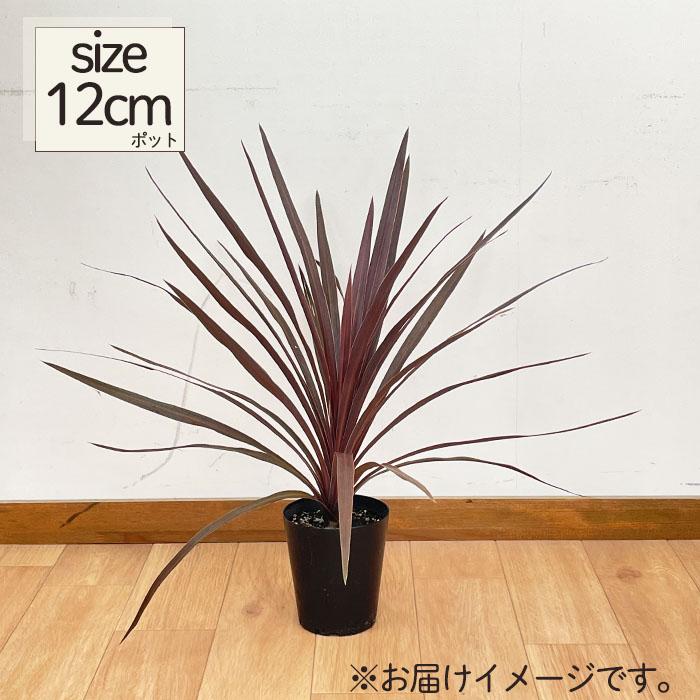 日本花キ流通 観葉植物 コルジリネ オーストラリス レッドスター 12cm