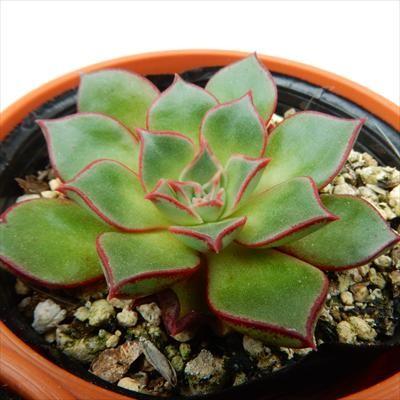 多肉植物 oriエケベリア ロンギシマ アズタトレンシス 6cmポット