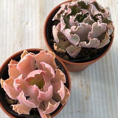 多肉植物 oriエケベリア シャビアナペレグリナ 多肉植物 6cmポット