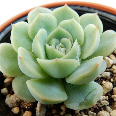 日本花キ流通 多肉植物 hmエケベリア みわくの月（魅惑の月