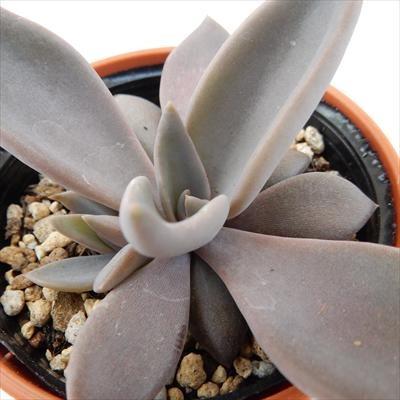 多肉植物 oriエケベリア ロドルフィ 6cmポット : フラワーネット日本花