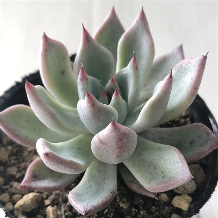 日本花キ流通 多肉植物 hmエケベリア 長葉ザラゴーサ 多肉植物