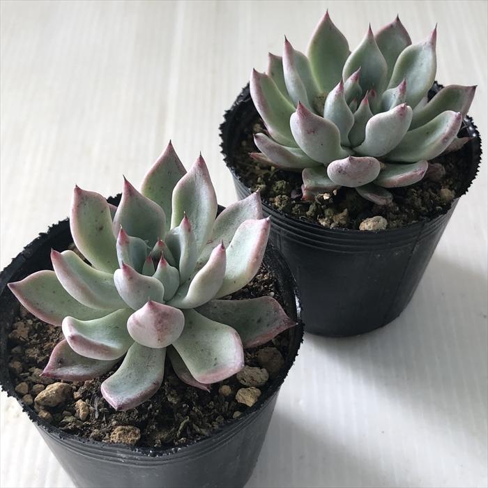 日本花キ流通 多肉植物 hmエケベリア 長葉ザラゴーサ 多肉植物