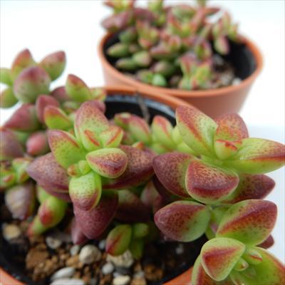 日本花キ流通 多肉植物 hmクラッスラ 彦星 多肉植物 クラッスラ 6cm