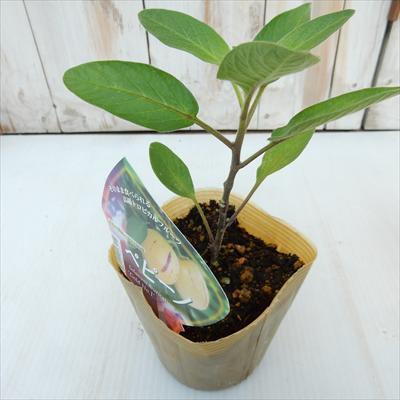 日本花キ流通 ペピーノ ゴールドNo1 9cmポット 珍しい 野菜 庭木 苗木