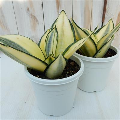サンスベリア ゴールデンハニー マイナスイオン 斑入り 観葉植物 12cmポット フラワーネット日本花キ流通 通販 Yahoo ショッピング
