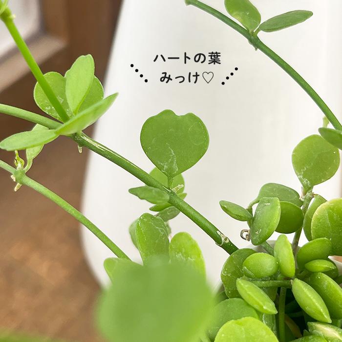 日本花キ流通 観葉植物 ディスキディア ハートジュエリー 10.5cmポット