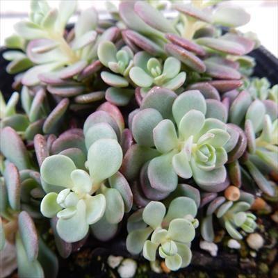 多肉植物 Seミセバヤ 赤葉ヒダカミセバヤ 多肉植物 セダム 9cmポット フラワーネット日本花キ流通 通販 Yahoo ショッピング