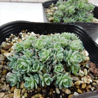 日本花キ流通 多肉植物 seミセバヤ ユーパリミセバヤ 多肉植物 セダム 