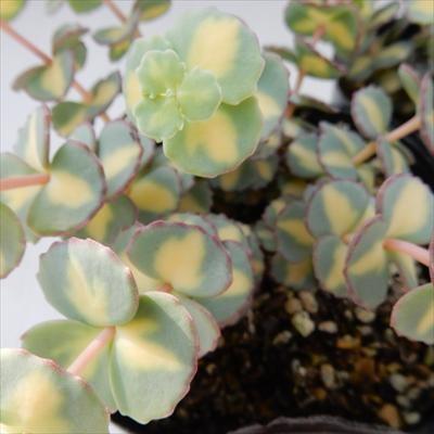 多肉植物 Seミセバヤ 斑入りミセバヤ 多肉植物 セダム 9cmポット フラワーネット日本花キ流通 通販 Yahoo ショッピング