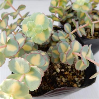 多肉植物 Seミセバヤ 斑入りミセバヤ 多肉植物 セダム 9cmポット フラワーネット日本花キ流通 通販 Yahoo ショッピング