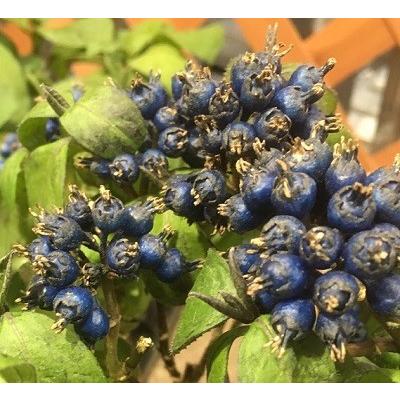 予約販売 常山アジサイ 碧の瞳 あおのひとみ アオノヒトミ あじさい 紫陽花 9cmポット 4月上旬以降発送 フラワーネット日本花キ流通 通販 Yahoo ショッピング