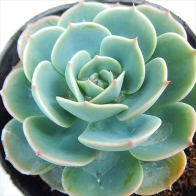 日本花キ流通 多肉植物 caエケベリア 七福神 多肉植物 エケベリア 9cm