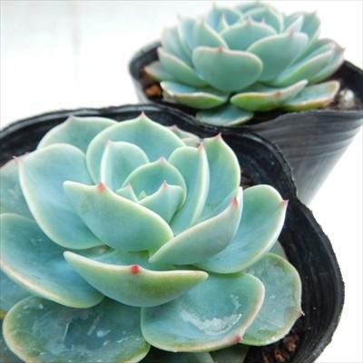日本花キ流通 多肉植物 caエケベリア 七福神 エケベリア 9cmポット