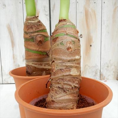 日本花キ流通 観葉植物 クワズイモ 4号鉢 ブラウン鉢 観葉植物 室内 
