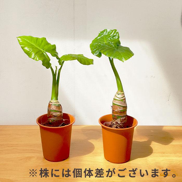 日本花キ流通 観葉植物 クワズイモ 4号鉢 ブラウン鉢 観葉植物 室内