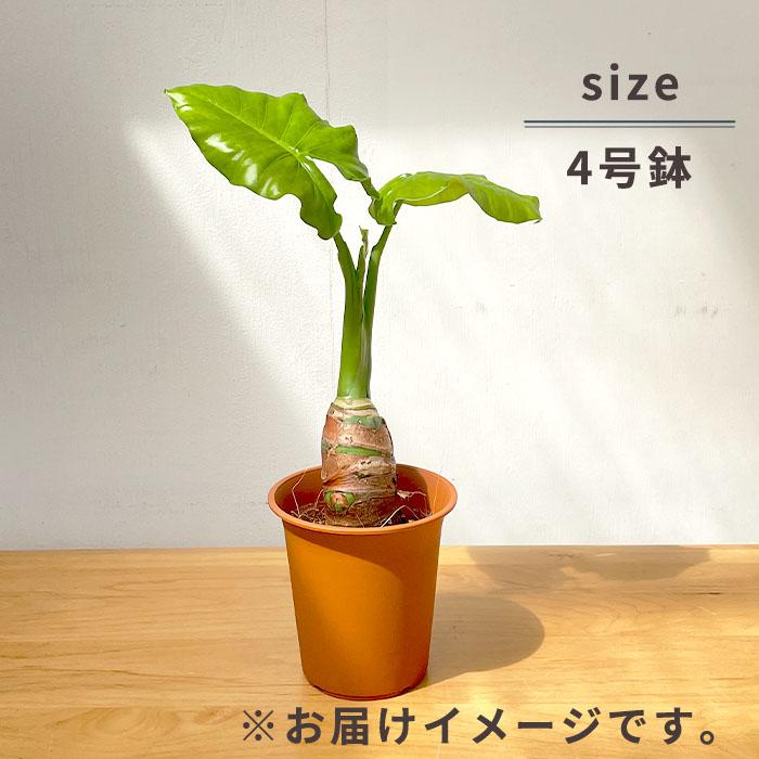 日本花キ流通 観葉植物 クワズイモ 4号鉢 ブラウン鉢 観葉植物 室内
