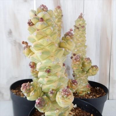 日本花キ流通 多肉植物 caモナデニウム リチェイ錦 コーデックス