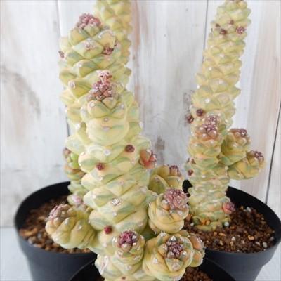 日本花キ流通 多肉植物 caモナデニウム リチェイ錦 多肉植物