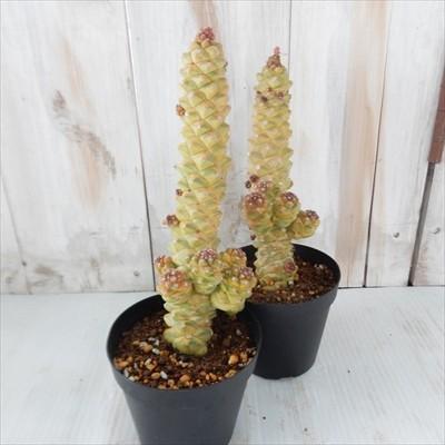 日本花キ流通 多肉植物 caモナデニウム リチェイ錦 コーデックス