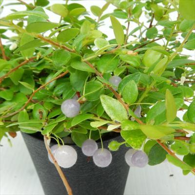 真珠コケモモ シンジュコケモモ ツツジ科 スピロスペルムム属 9cmポット フラワーネット日本花キ流通 通販 Yahoo ショッピング